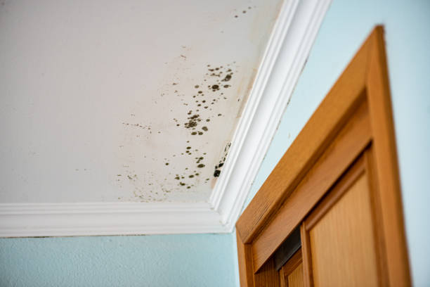 Best Emergency Mold Remediation in Oak Lawn, IL