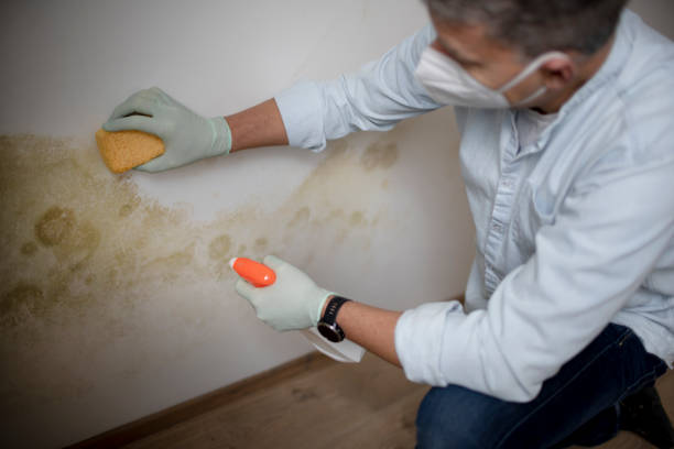 Best Bathroom Mold Remediation in Oak Lawn, IL