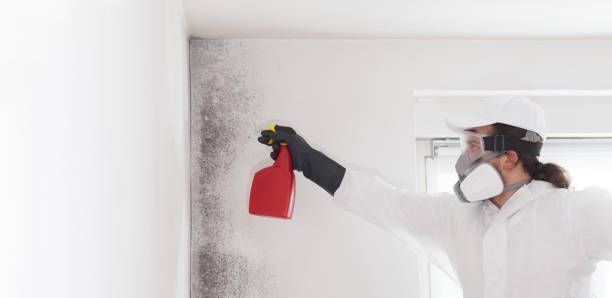 Best White Mold Remediation in Oak Lawn, IL