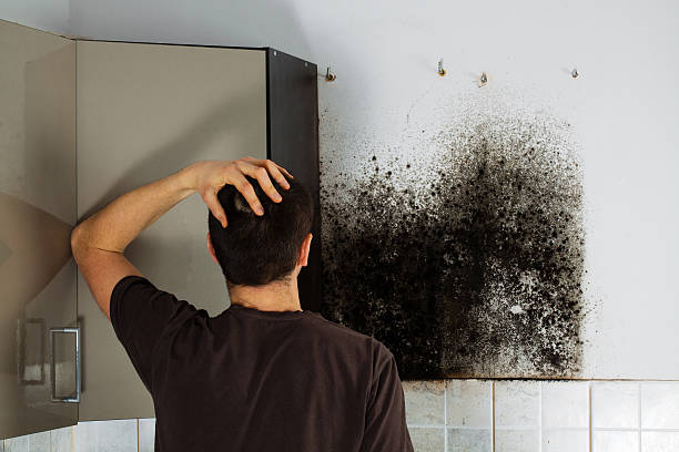 Best DIY Mold Remediation Support Services in Oak Lawn, IL
